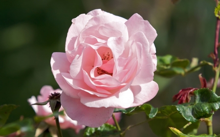 pink rose - stem, rose, flower, leaf