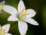 white jasmine