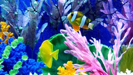 aquarium - coral, aquaium, water, fish