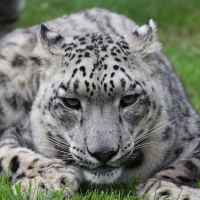 snow leopard in the grass