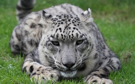 snow leopard in the grass - leopard, grass, cat, snow