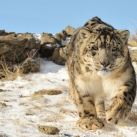 snow leopard in the snow