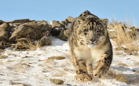 snow leopard in the snow - rock, leopard, grass, snow