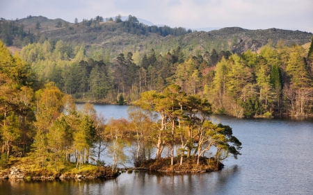 Forest - nature, tree, forest, river