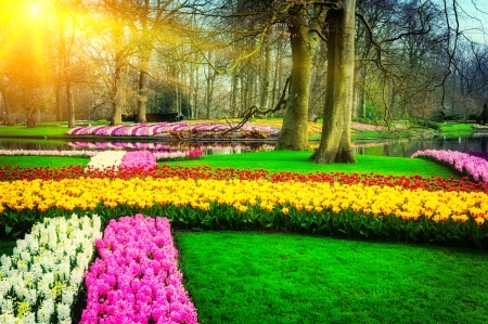 Spring park - sunlight, trees, carpet, beautiful, sunshine, spring, grass, freshness, alleys, flowers, glow, colorful, tulips, rays, hyacinth, park