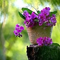 Purple flowers in green  background