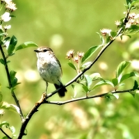 Little Spring Bird