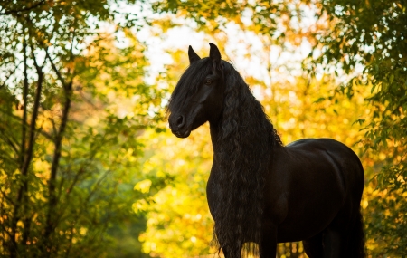 Horse - run, stallion, animal, Horse