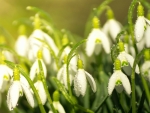 Snowdrops