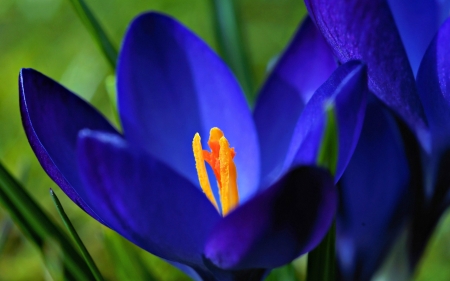 Crocus - flower, spring, yellow, crocus, blue, green