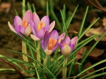 Crocuses