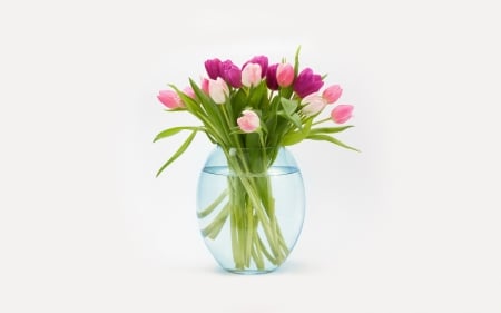 Tulips - glass, flower, pink, spring, bouquet, vase, white, tulip, green