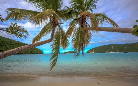 palm Tree - nature, beach, tree, palm