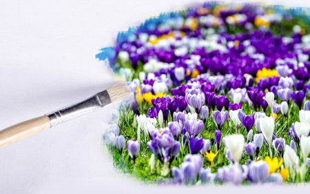 Crocuses - abstract, spring, flower, pink, white, purple, brush, texture, crocus