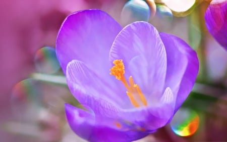 Crocus - crocus, flower, pink, spring