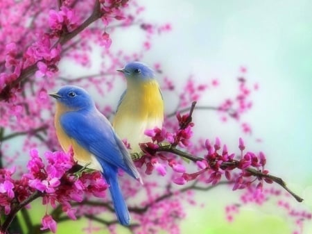 birds - animal, tree, blue, birds