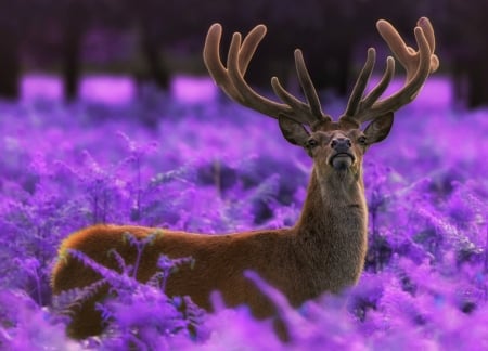 Deer - animal, max ellis, purple, deer, flower, pink, horns