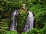 forest waterfall