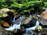 Forest Waterfall