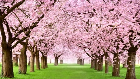 Welcome Spring - flowers, spring, tree, pink