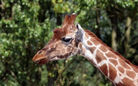 giraffe - leaf, tree, animal, giraffe