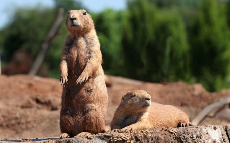 prairie dog - tree, animal, prairie, dog