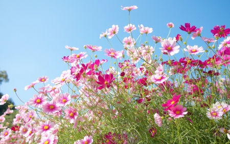 Flower - flowers, leaf, tree, nature