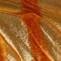 Butterfly wing