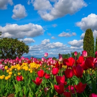 Colorful Tulips