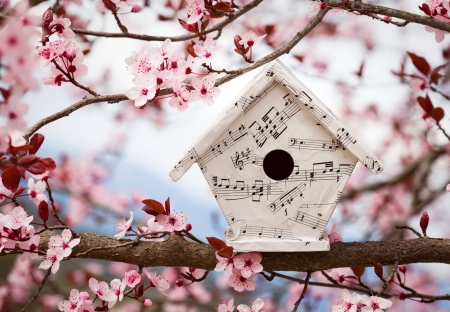 Spring birdhouse - branches, blooming, music, flowering, notes, spring, pretty, blossoms, pink, beautiful, tree, birdhouse, garden