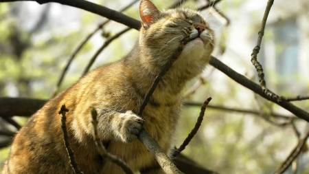 Cute Cat - animal, cute, cat, branch