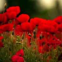 Poppy field