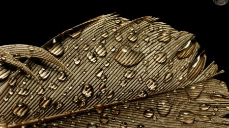 Feather - black, water drops, feather, golden, texture