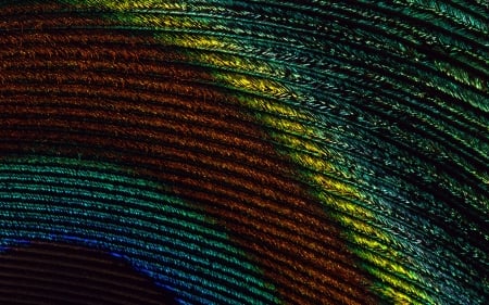 Peacock feather - peacock, yellow, blue, red, green, feather, texture