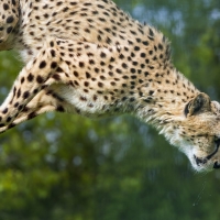 The Jump