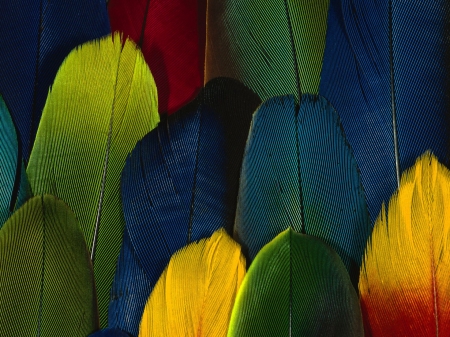 Feathers - feather, red, yellow, texture, blue, colorful, green