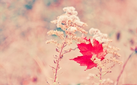 Depth of Field - flowers, leaf, nature, beauty