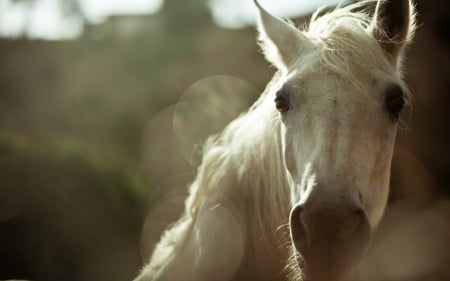 Horse - white, run, horse, animal