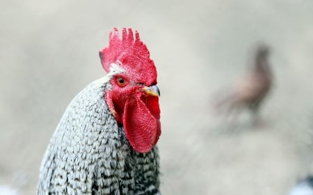 cockerel - animal, cockerel, cock, hen