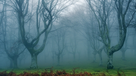 Forest - nature, forest, trees, mist