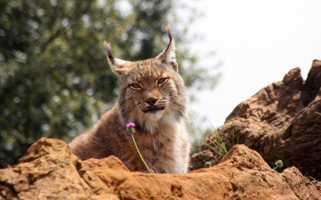 Lynx - animal, paw, cat, lynx