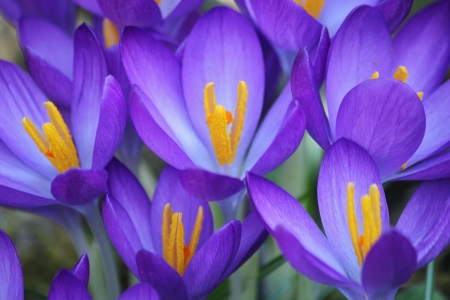 Crocus Flowers! - nature, purple, crocus, flower