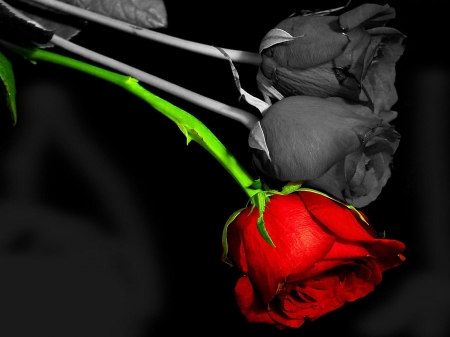 The red rose - black, rose, thorn, red