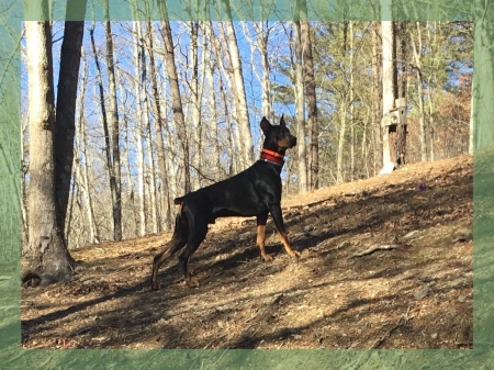 Rascal on Alert - Pretty, Dogs, Doberman, Pet