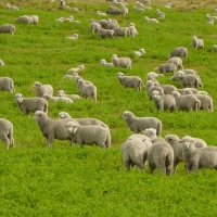 Sheeps