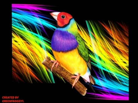 GOULDIAN FINCH ABSTRACT - creation, gouldian, abstract, finch