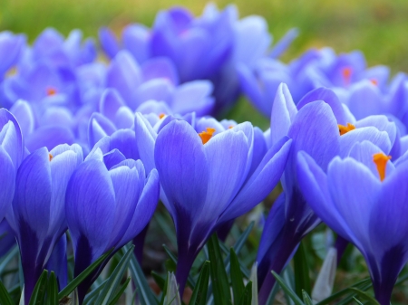 Blue Crocuses! - pretty, crocus, nature, blue