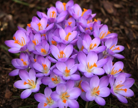 Crocus Flowers! - pretty, flowers, crocus, nature