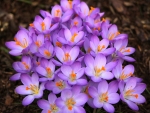 Crocus Flowers!