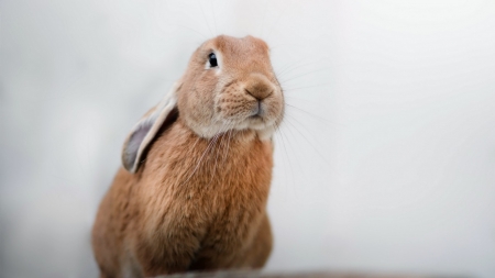 ♥ - rabbit, animal, cute, little, bunny, sweet